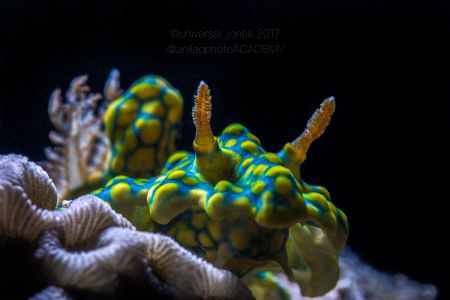 Miamira sinuata by Wayne Jones 