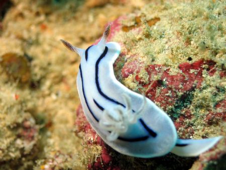 Taken at Mabul Island, East Malaysia by Dennis Siau 
