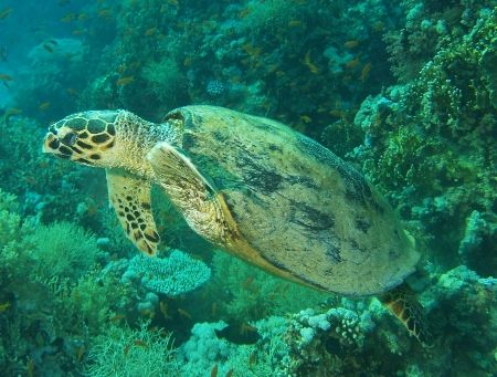 Turtle taken at Yolande Reef, Ras Mohamed Park with Olymp... by Nikki Van Veelen 
