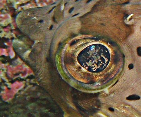Something in my Eye !!! Puffy Eye.... Taiwan... by Alex Tattersall 