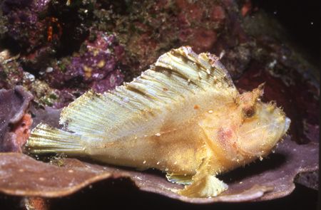 A New Leaf (Scorpion Fish) by David Spiel 