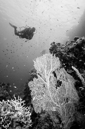 B&W at Yolanda Reef's Coral Garden, Ras Mohamed Park, Egypt. by Erich Reboucas 