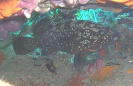 Dusky grouper by Hakan Taslicay 