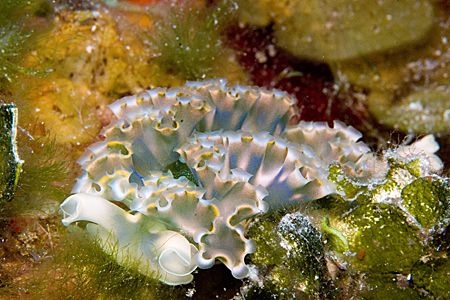 These little guys were all over the reef taken with a Can... by Michael Shope 