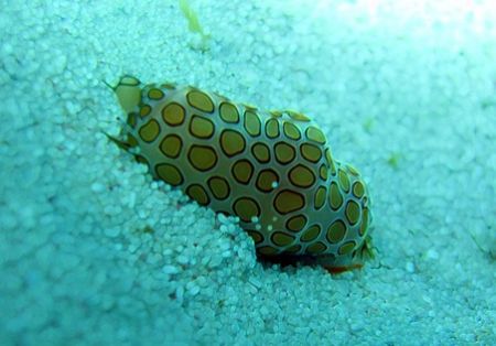 One of the many Flamingo Tongues seen this April at Isla ... by Bonnie Conley 