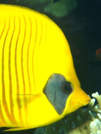 Masked butterflyfish by Anel Van Veelen 