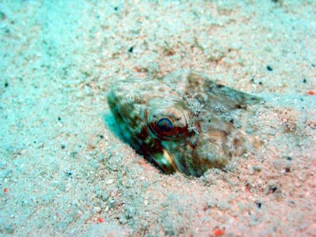 Peek-a-boo <Mantabuan Island, East Malaysia> by Dennis Siau 
