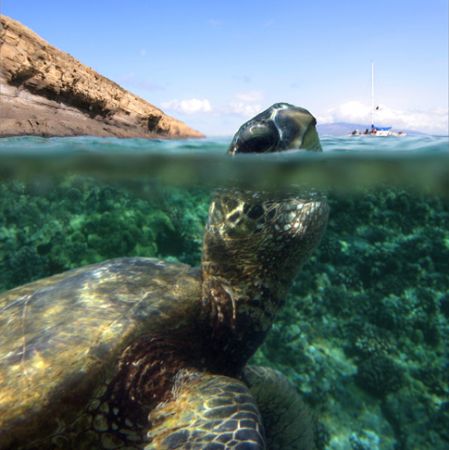 Curious Turtle. This photo was taken in the waters of Mol... by Mathew Cook 