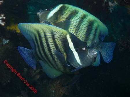 Night Dive in Vanuatu Olympus 7070 by Brad Cox 