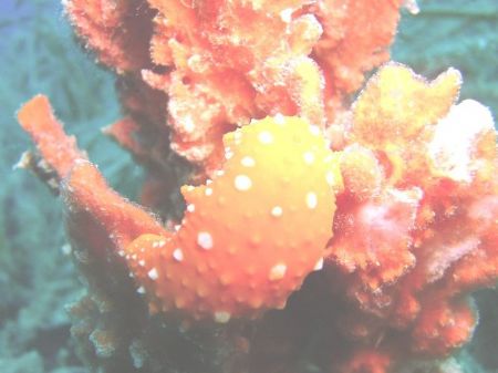 Sea Slug by Hakan Taslicay 