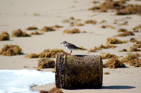 Boynton beach fl. by Joanne Fraser 