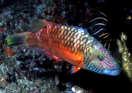 Does anyone know the name of this fish? by David Spiel 