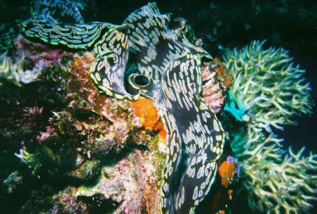 Tridacna on the Iro Maru in Palau. by Morgan Ashton 