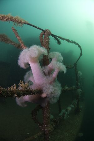Plumose anemone's on the hand rails of
the Scylla. 10.5m... by Derek Haslam 