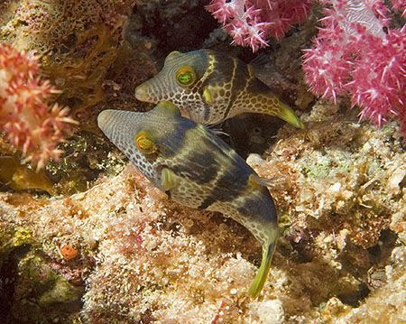 It looks like these two Tobies (Sharpnose Puffers) are fr... by Jim Chambers 