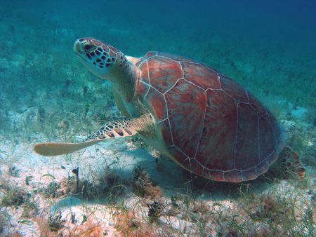 This photo was taken at Salt Pond, St. John, USVI when th... by Lindsey Garrison 