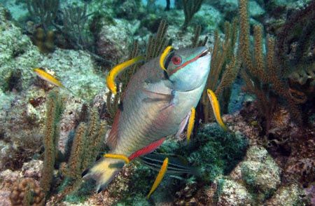 Parrotfish in the "classic" cleaning posture. Image taken... by Allan Vandeford 