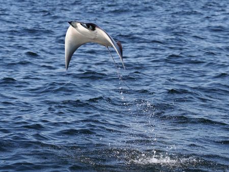 This year the pygmy devil rays were better than ever. The... by Tyania Diffin 