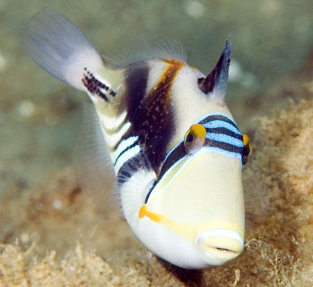 Picasso Triggerfish - NikonD70, 105mm by Larissa Roorda 