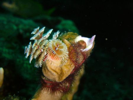 Christmas Tree Worm. Nikron S3 digital with in-camera fla... by Richard Harding 