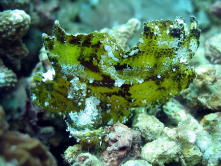 Leaf scorpionfish taken at Sipadan Island, East Malaysia by Dennis Siau 