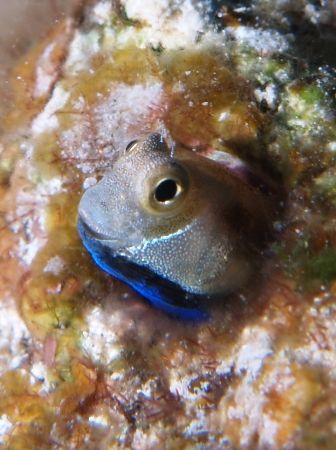 Blenny taken at Sharksbay with Olympus E-300. by Nikki Van Veelen 