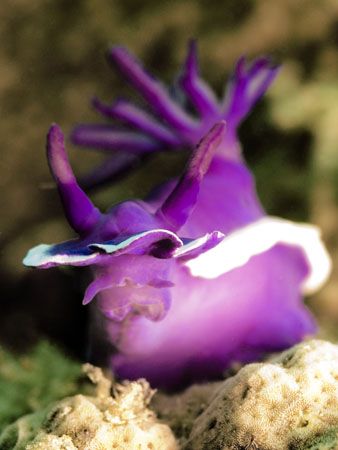 Hypselodoris bullocki Nudibranche, taken in Mabul by Corina Swan 