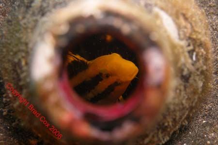 Found this little fish with his head out of the bottle, w... by Brad Cox 