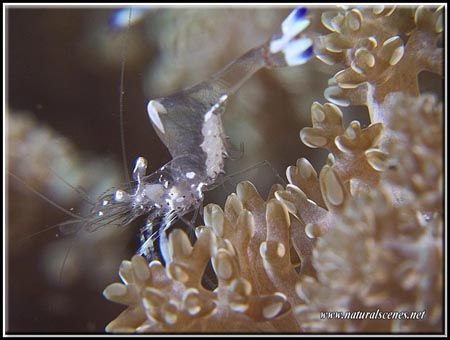 This shrimp wanted to clean my camera and just kept comin... by Erika Antoniazzo 