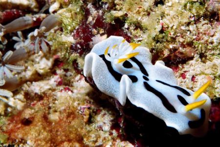NUDI! Hilutungan Fish Sanctuary Cordova Cebu.... by Francis Uy 