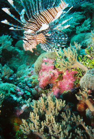 Lionfish. Taken at Blue Corner. by Morgan Ashton 