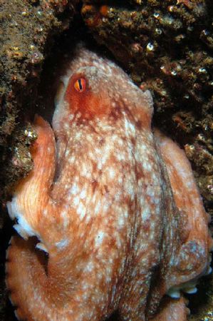 Octupus climbing through hole in rocks, Carr rocks off Bu... by Andy Colls 