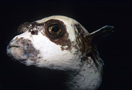 Masked puffer fish. 60mm. by Derek Haslam 