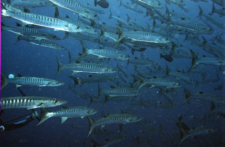 Chevron Barracuda, Micronesia
Nikonos 5 by Chuck Ince 