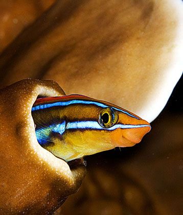 The goby. Nikon D100, 105 macro, two S&S strbo. Lankayan ... by Marchione Giacomo 