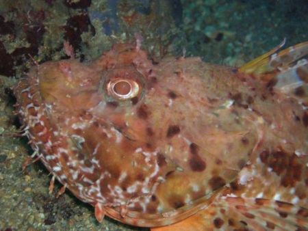 Scorpion fish by Hakan Taslicay 