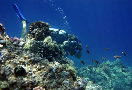 Thru the Eyes of the Fish. Shot taken in Maui, Hawaii. by Mathew Cook 
