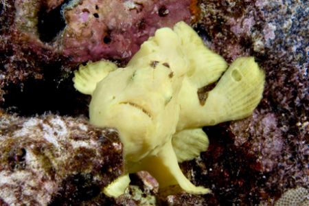 Frogfish/Kona HI by Andy Lerner 