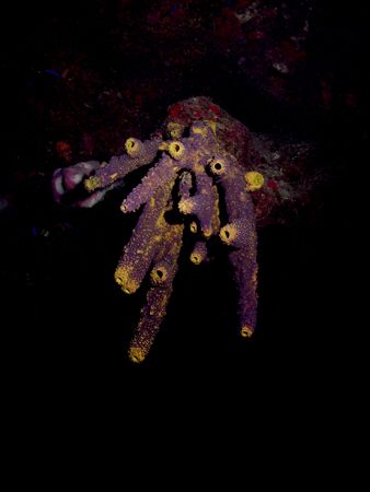 Wall diving and the sponge life on Marys Wall. The photo ... by Steven Anderson 