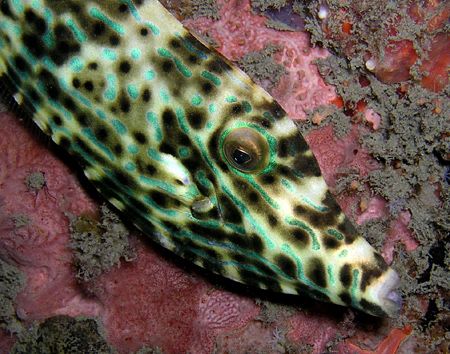 Leatherjacket against a pilon under the Pertamina Pier. O... by Nick Hobgood 
