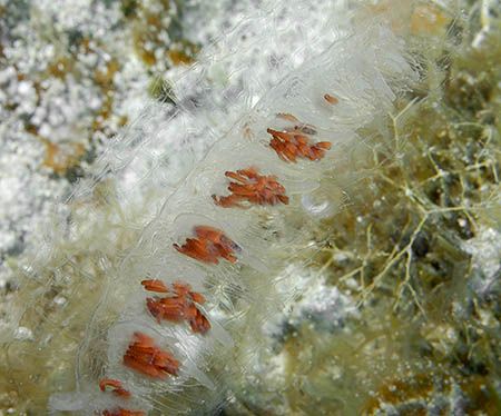 A Siphonophore, relative of a jellyfish, and one of the s... by Jim Chambers 