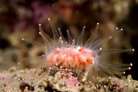 Devonshire cup coral.60mm.
Scotland. by Derek Haslam 