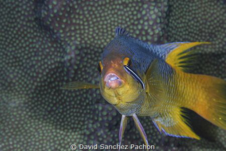 spanish hogfish at the cleaning station by David Sanchez Pachon 