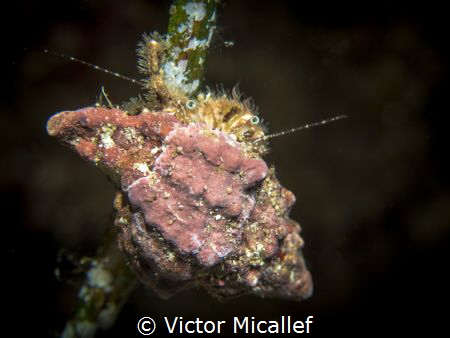 Hanging on. A hermit crab hanging on to a strand of posed... by Victor Micallef 