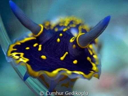Hypselodoris picta by Cumhur Gedikoglu 