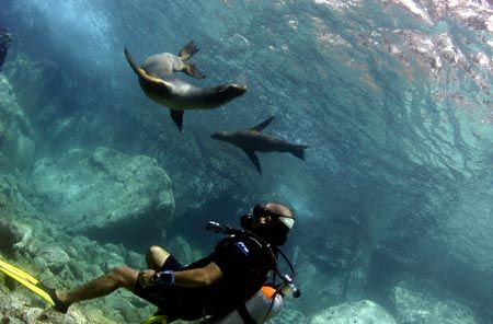 Divemaster & Sea Lions. Los Islotes, just off the coast f... by Allan Vandeford 