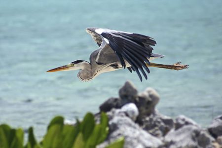 Heron by Jeff Eaton 