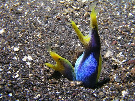 "Peas in a Pod" When I swam over the top of a hole one he... by Damien Preston 