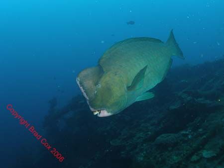 Early moring dive at the Liberty Shipwreck Tulamben BALI. by Brad Cox 