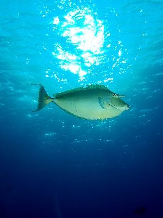 Unicorn fish taken at Shark Reef, Ras Mohamed Park, olymp... by Nikki Van Veelen 